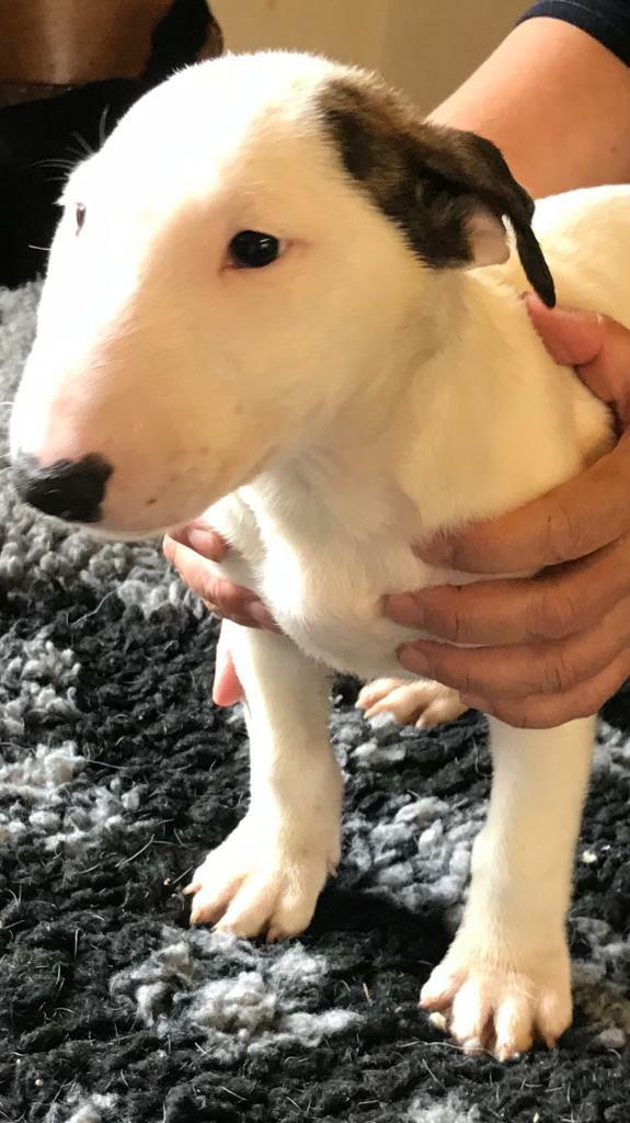 mcdonalds happy meal lion king toys 2019